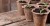 Młode rośliny w doniczkach rozsadowych – przykład uprawy